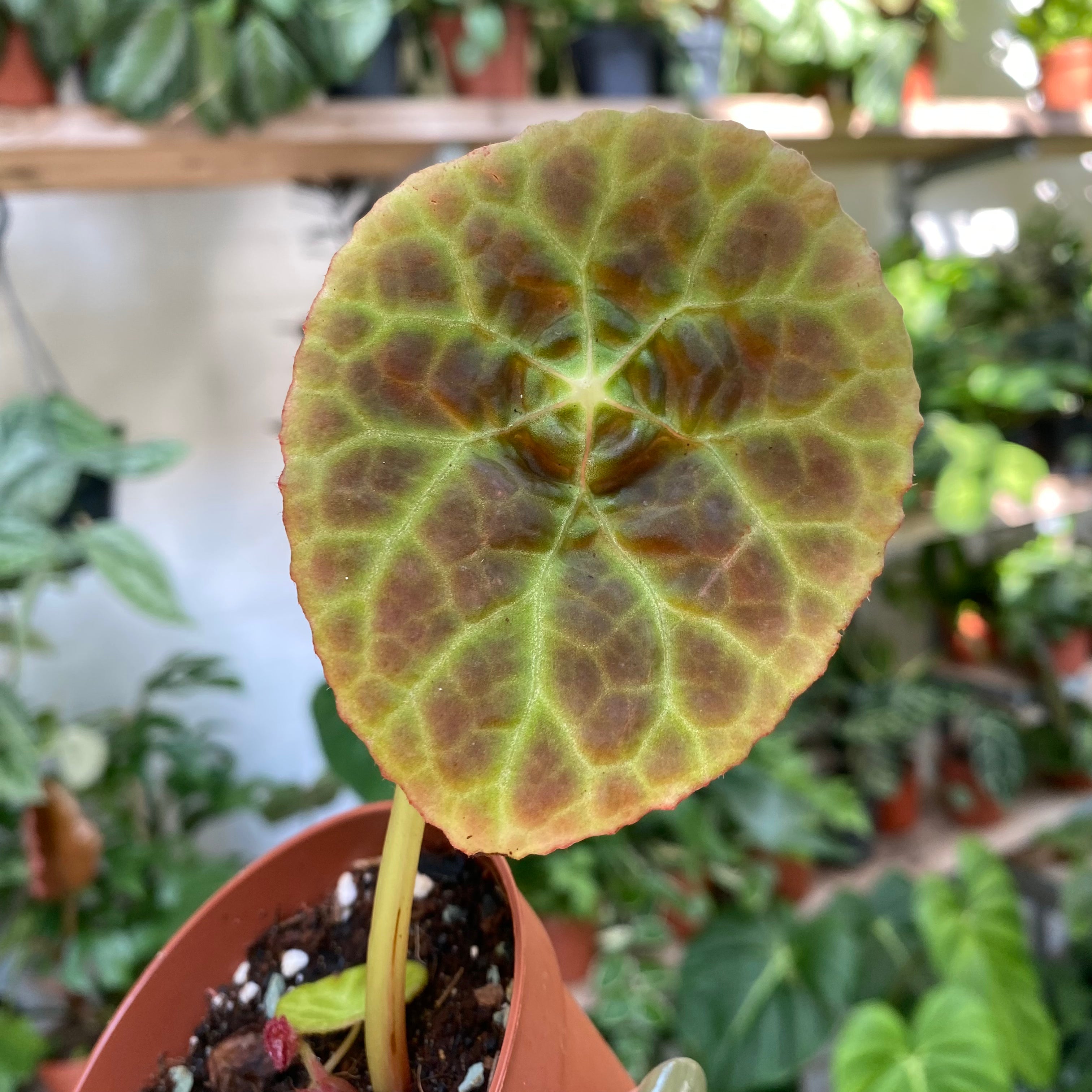 Begonia Goegoensis in a 7 - 9 cm pot at The Watered Garden