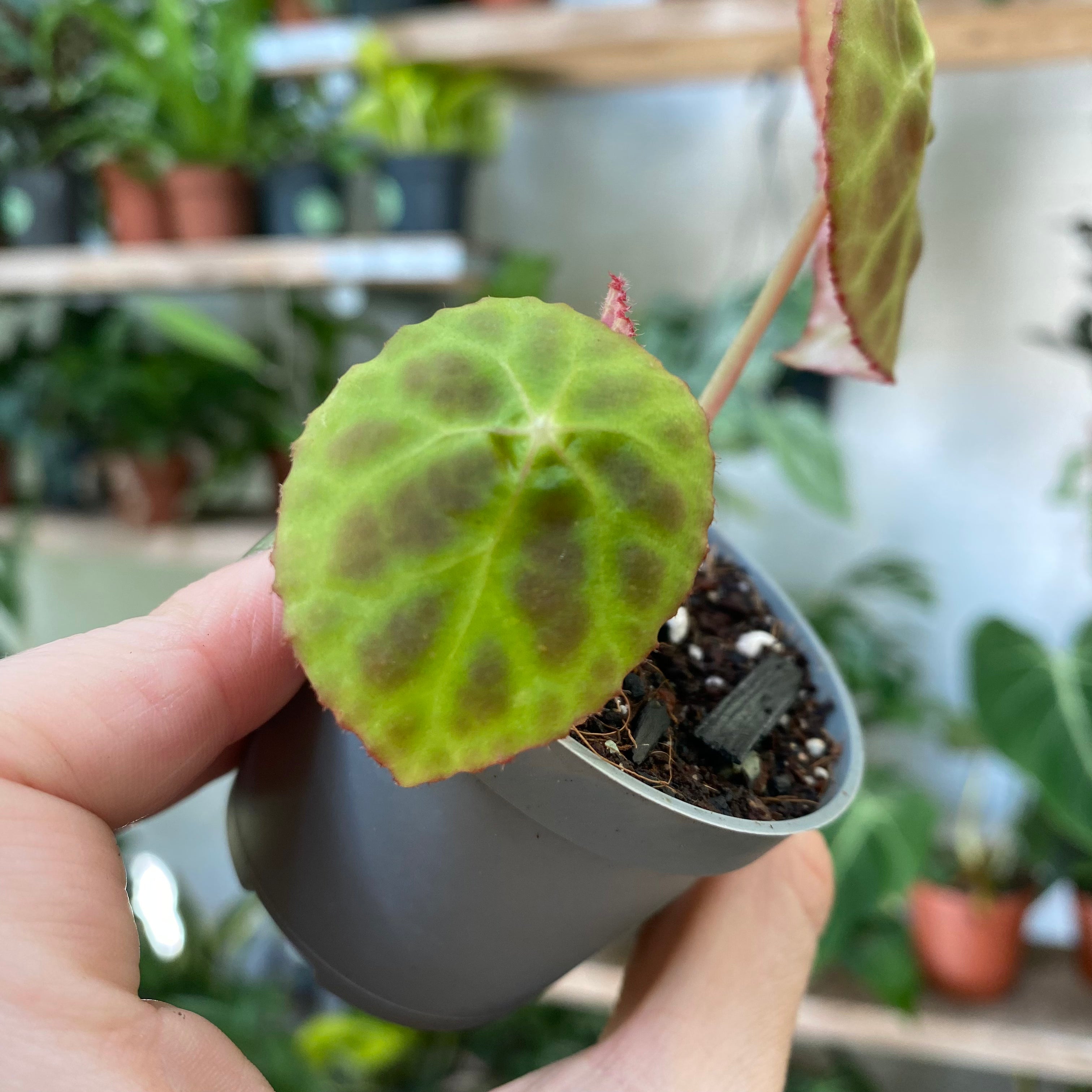 Begonia Goegoensis in a 5 - 7 cm pot at The Watered Garden