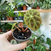 Begonia Goegoensis in a 5 - 7 cm pot at The Watered Garden