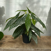 Begonia Maculata 'Double Dot' in a 11 - 13 cm pot at The Watered Garden