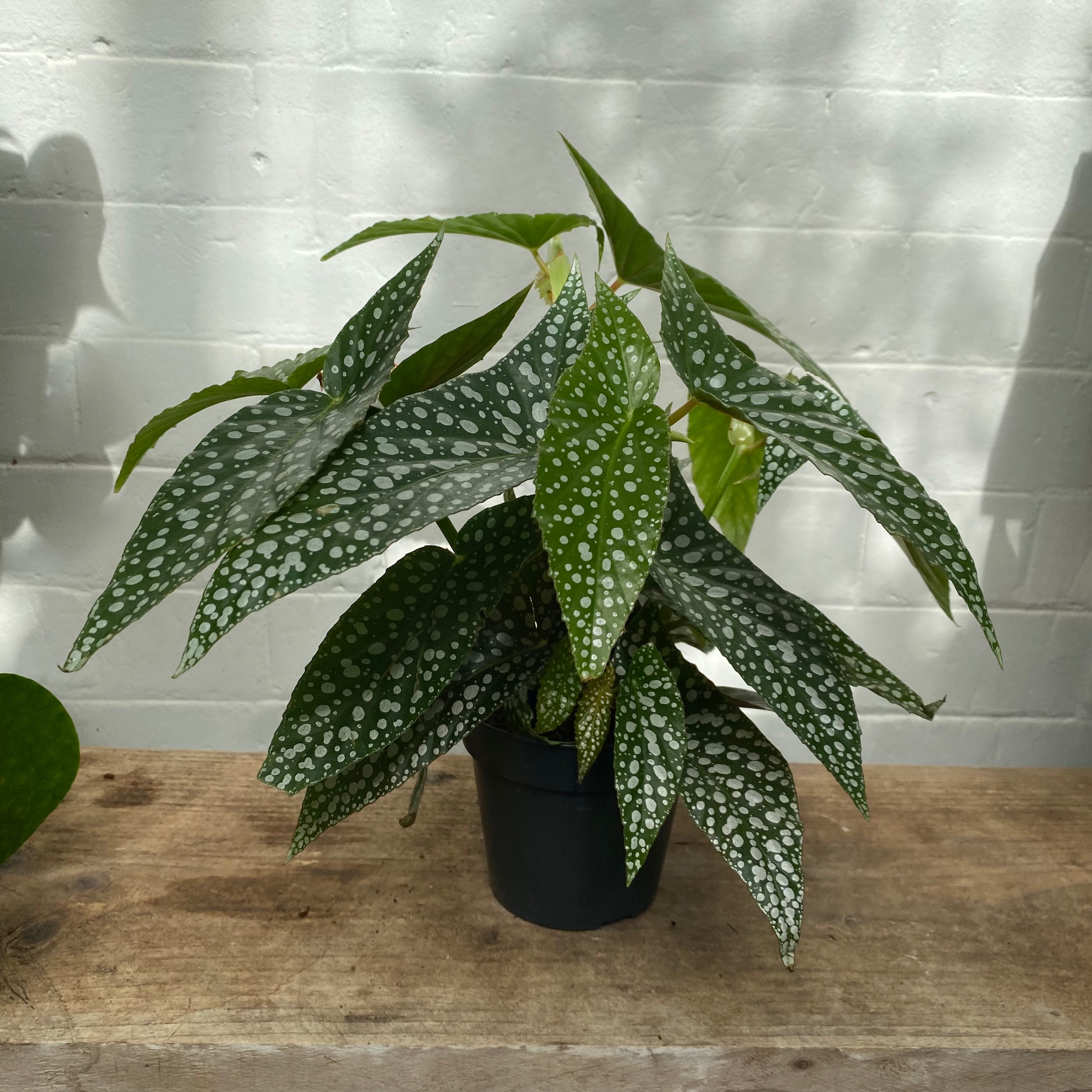 Begonia Maculata 'Double Dot' in a 11 - 13 cm pot at The Watered Garden