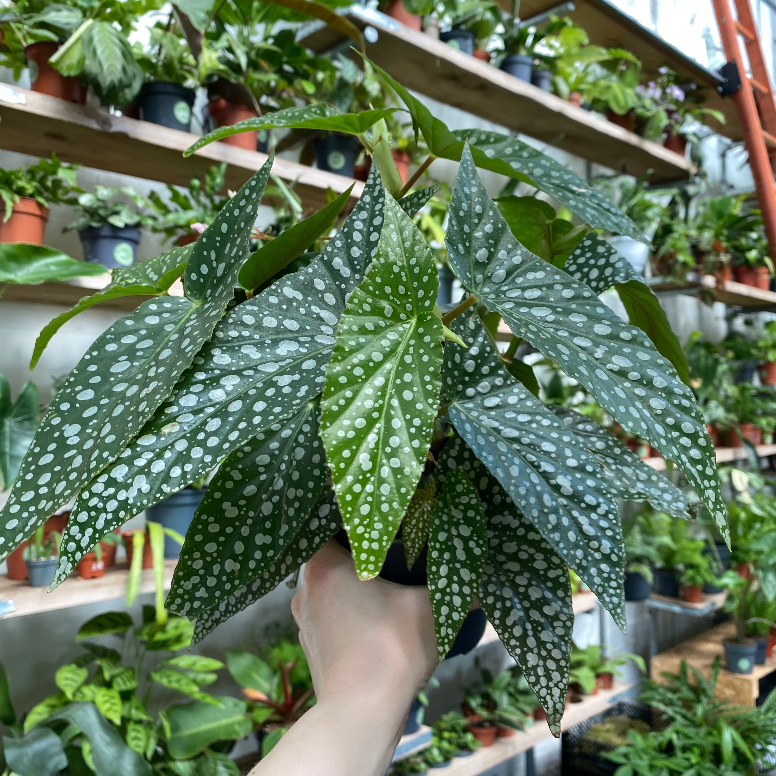 Begonia Maculata 'Double Dot' in a 11 - 13 cm pot at The Watered Garden