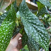 Begonia Maculata 'Double Dot' in a 11 - 13 cm pot at The Watered Garden