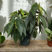 Begonia Maculata 'Double Dot' in a 17 - 19 cm pot at The Watered Garden