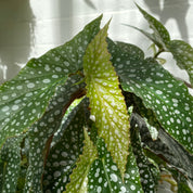 Begonia Maculata 'Double Dot' in a 17 - 19 cm pot at The Watered Garden