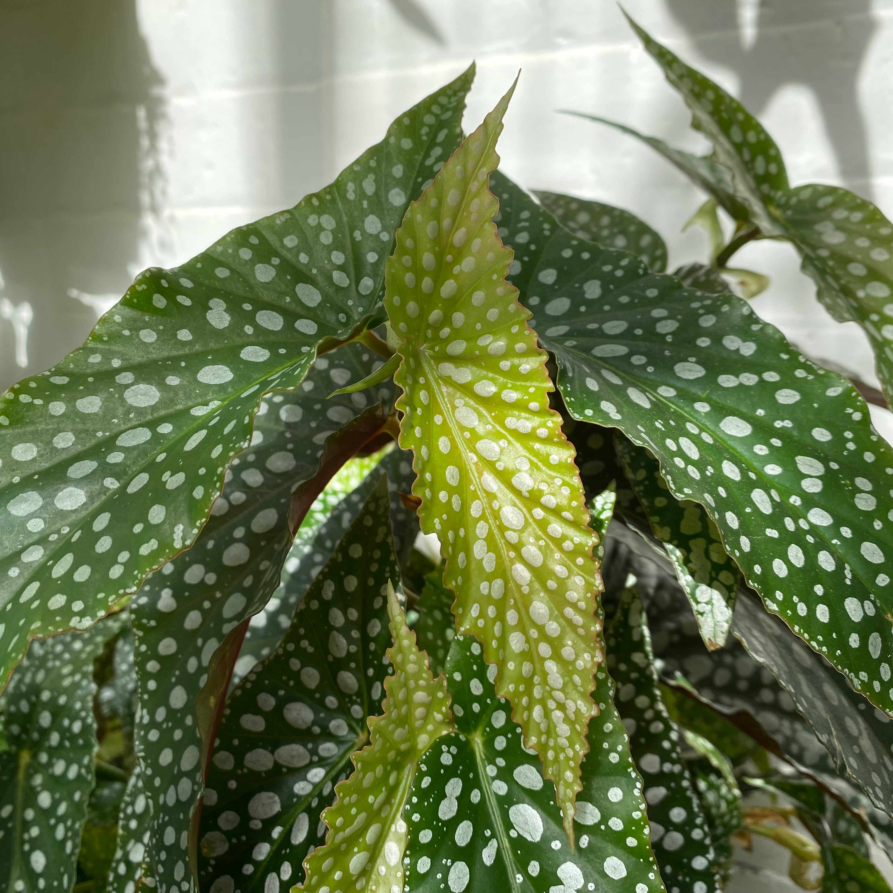 Begonia Maculata 'Double Dot' in a 17 - 19 cm pot at The Watered Garden