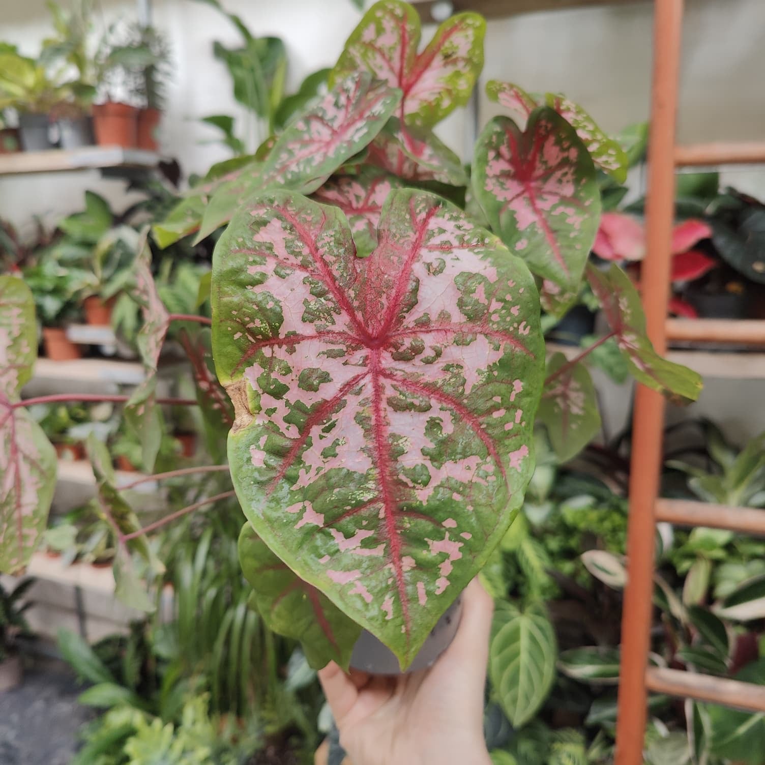Caladium 'Carolyn Whorton' in a 13cm - 15cm pot at The Watered Garden