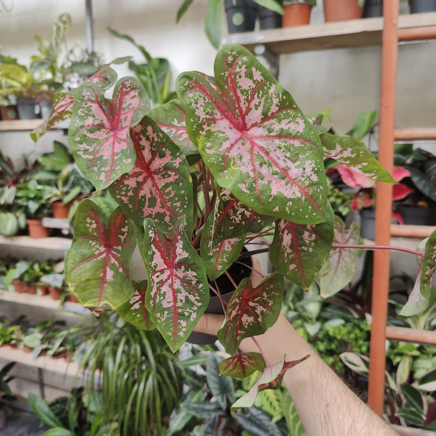 Caladium 'Carolyn Whorton' in a 13cm - 15cm pot at The Watered Garden