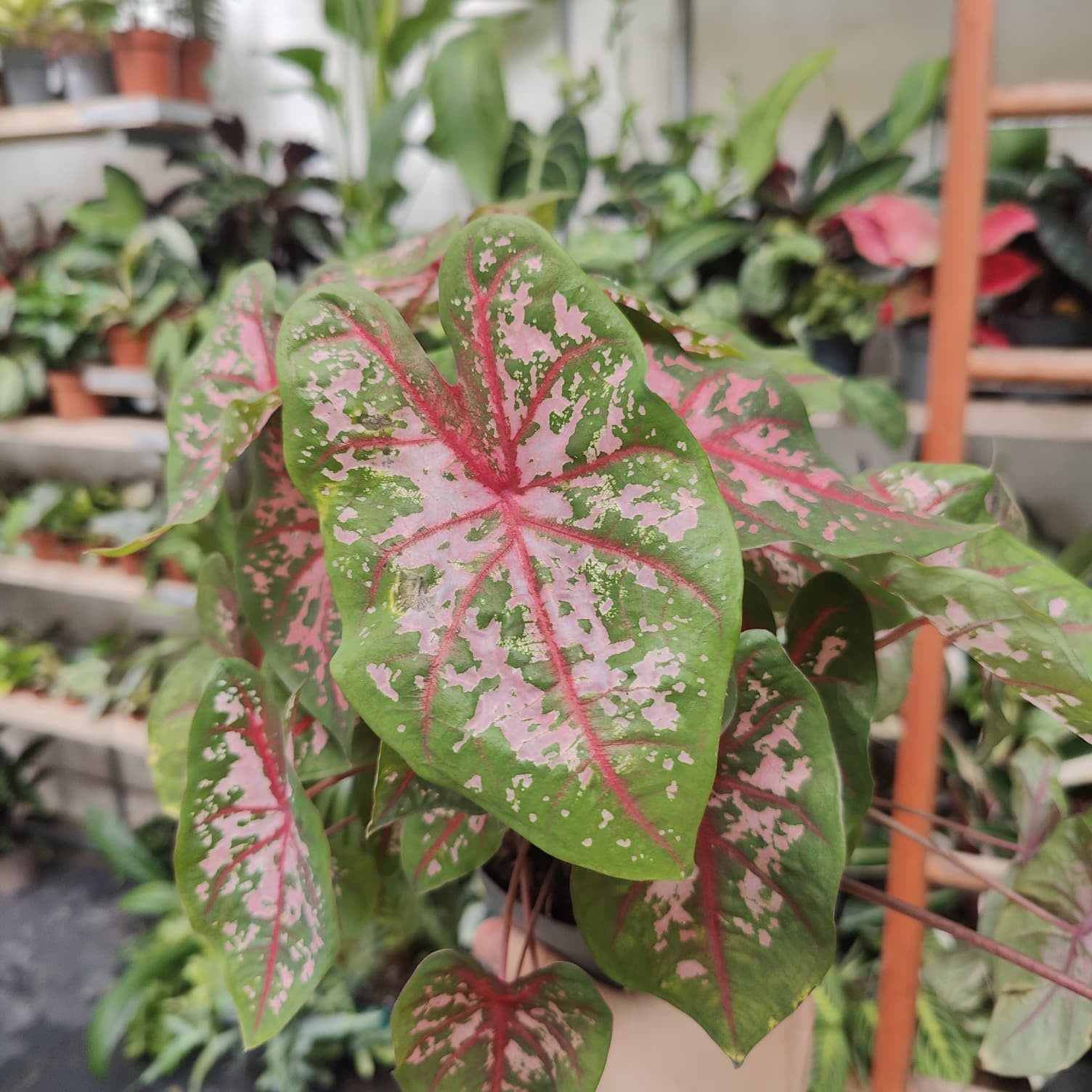 Caladium 'Carolyn Whorton' in a 13cm - 15cm pot at The Watered Garden