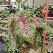 Caladium 'Carolyn Whorton' in a 13cm - 15cm pot at The Watered Garden