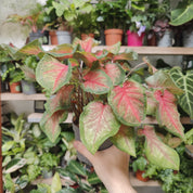 Caladium 'Chinook' in a 13cm - 15cm pot at The Watered Garden