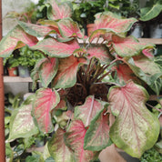 Caladium 'Chinook' in a 13cm - 15cm pot at The Watered Garden