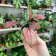 Caladium 'Lucia' in a 5cm - 7cm pot at The Watered Garden