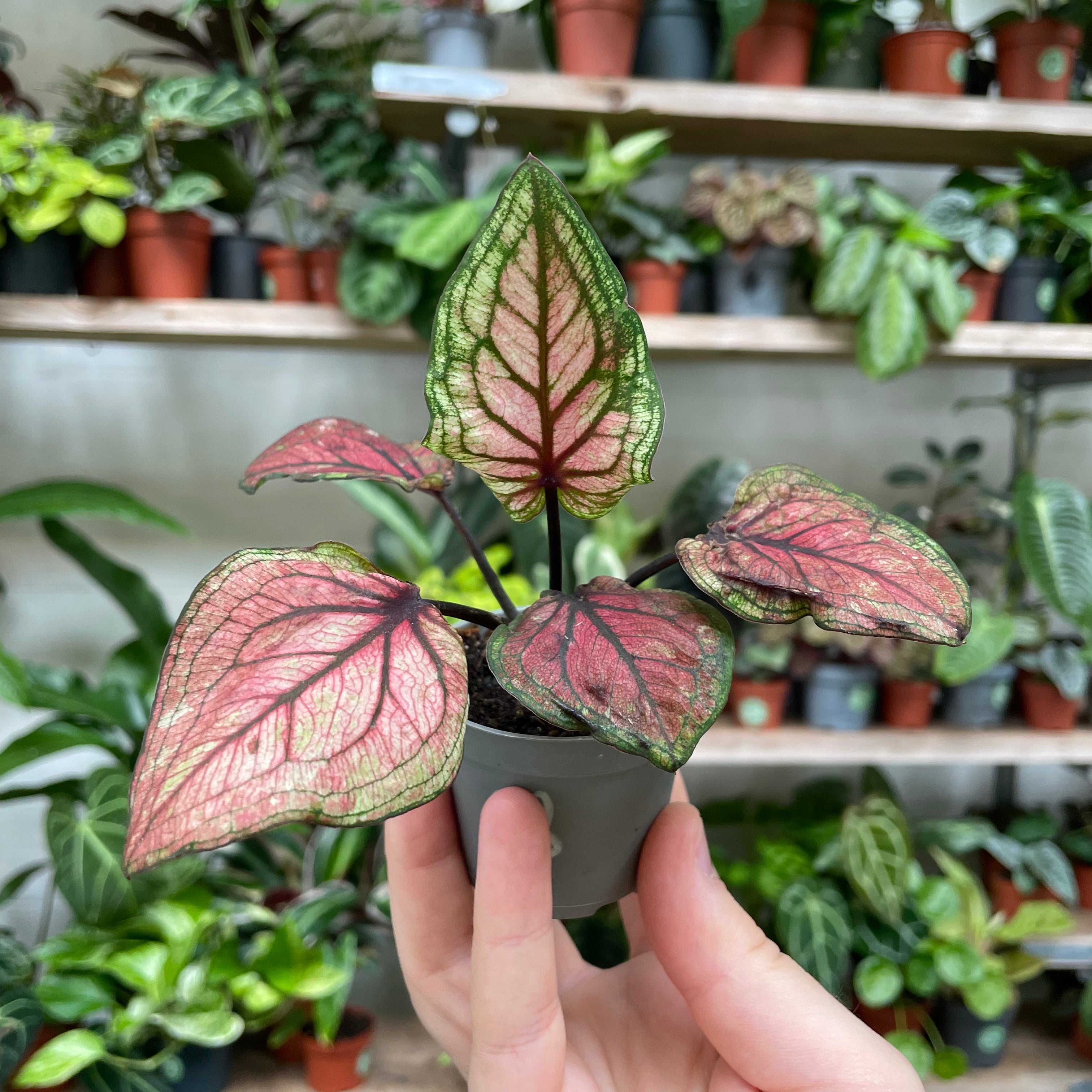 Caladium 'Lucia' in a 5cm - 7cm pot at The Watered Garden