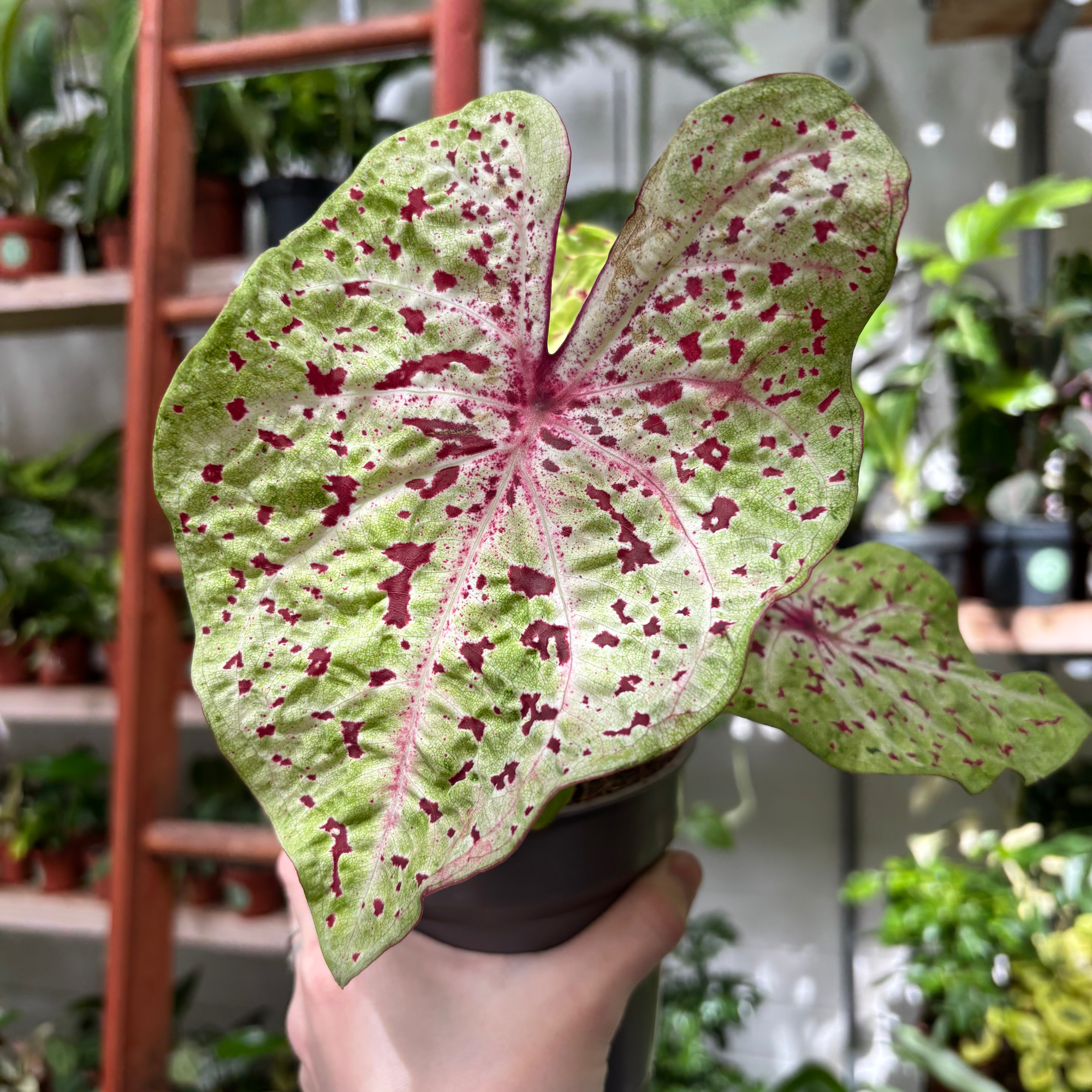 Caladium Miss Muffet in 11 - 13cm Pot at The Watered Garden