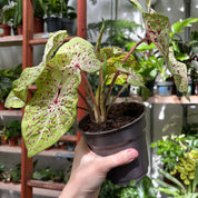 Caladium Miss Muffet in 11 - 13cm Pot at The Watered Garden