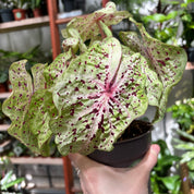 Caladium Miss Muffet in 11 - 13cm Pot at The Watered Garden