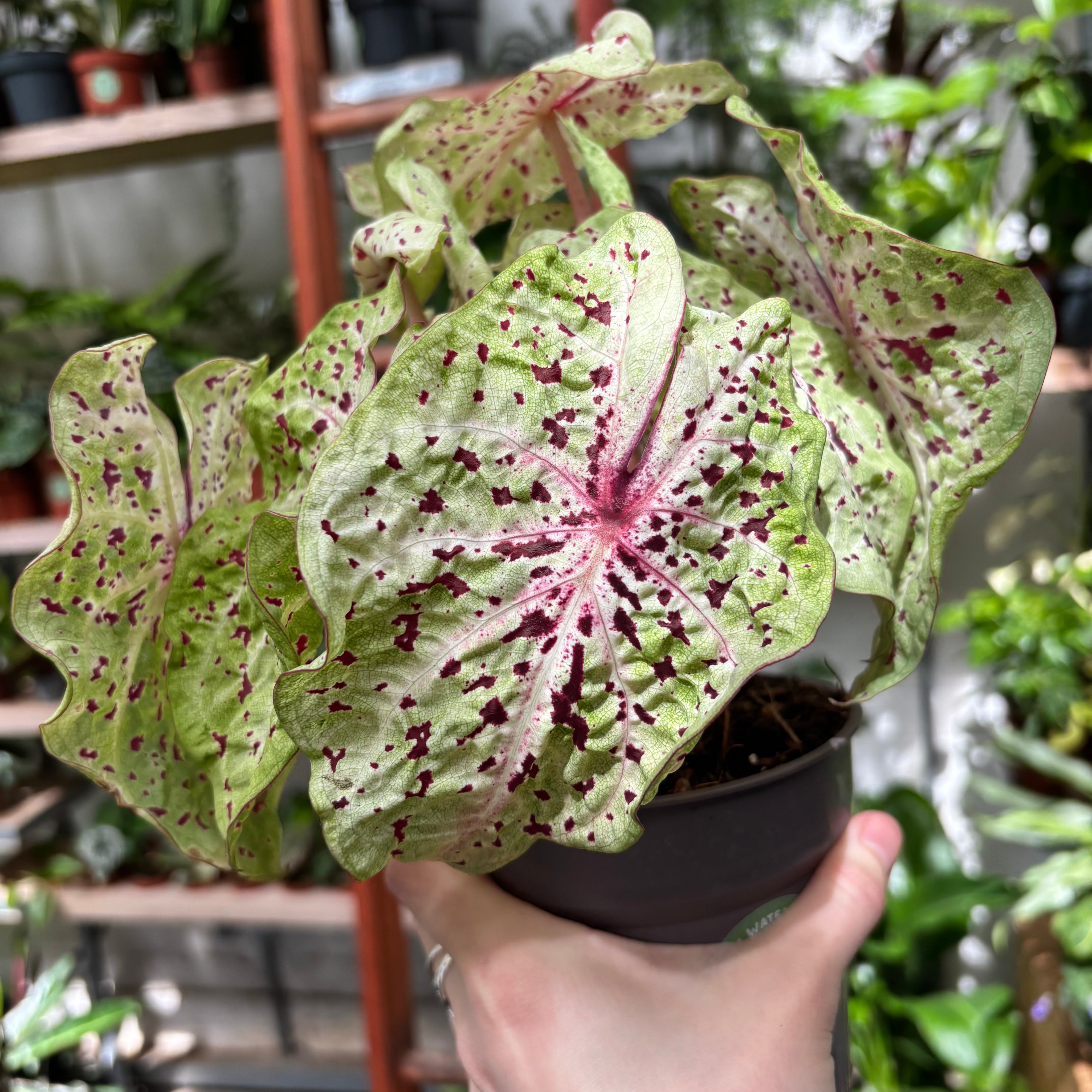 Caladium Miss Muffet in 11 - 13cm Pot at The Watered Garden