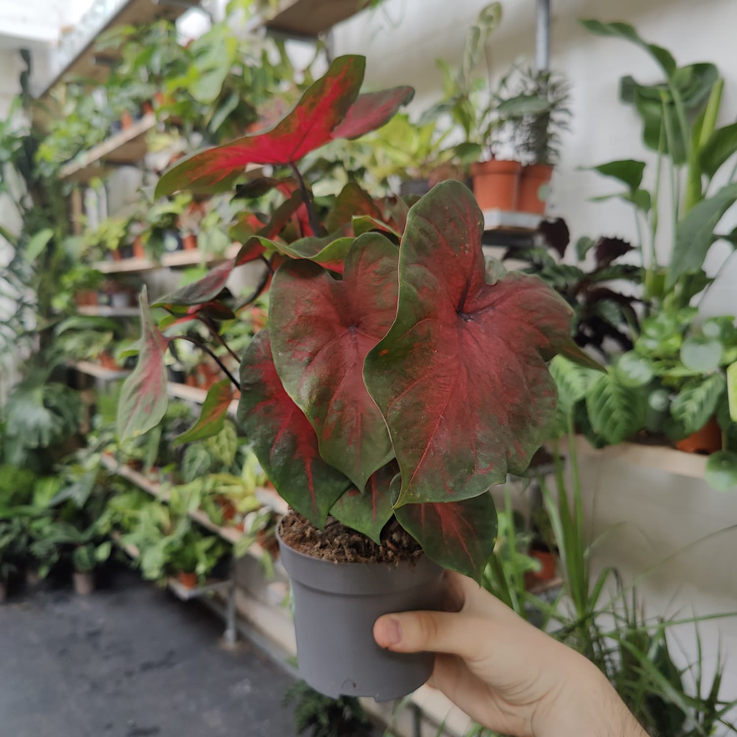 Caladium 'Red Flash' in a 13cm - 15cm pot at The Watered Garden