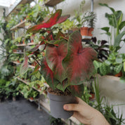Caladium 'Red Flash' in a 13cm - 15cm pot at The Watered Garden