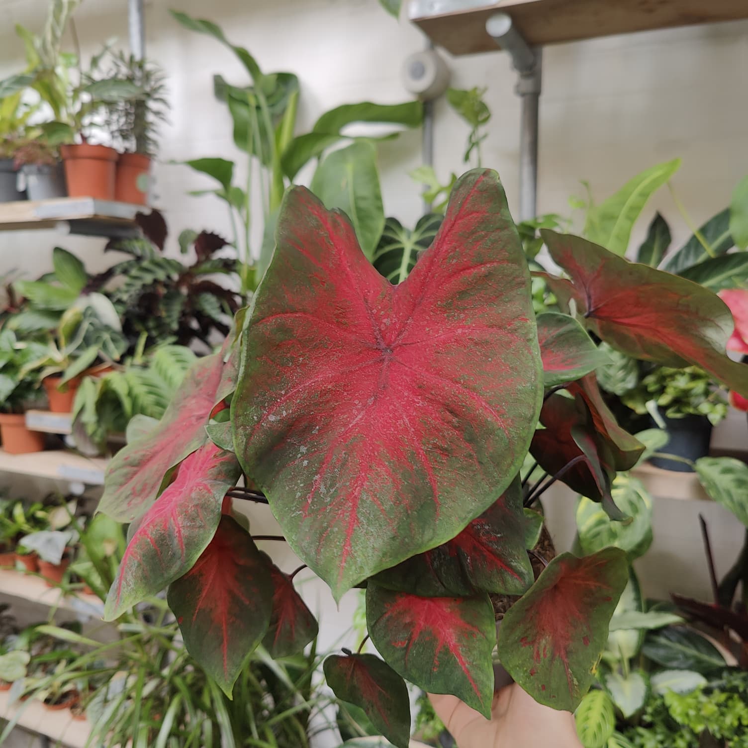 Caladium 'Red Flash' in a 13cm - 15cm pot at The Watered Garden