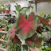 Caladium 'Red Flash' in a 13cm - 15cm pot at The Watered Garden