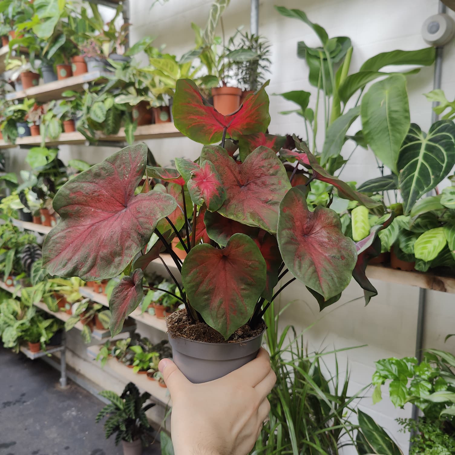 Caladium 'Red Flash' in a 13cm - 15cm pot at The Watered Garden