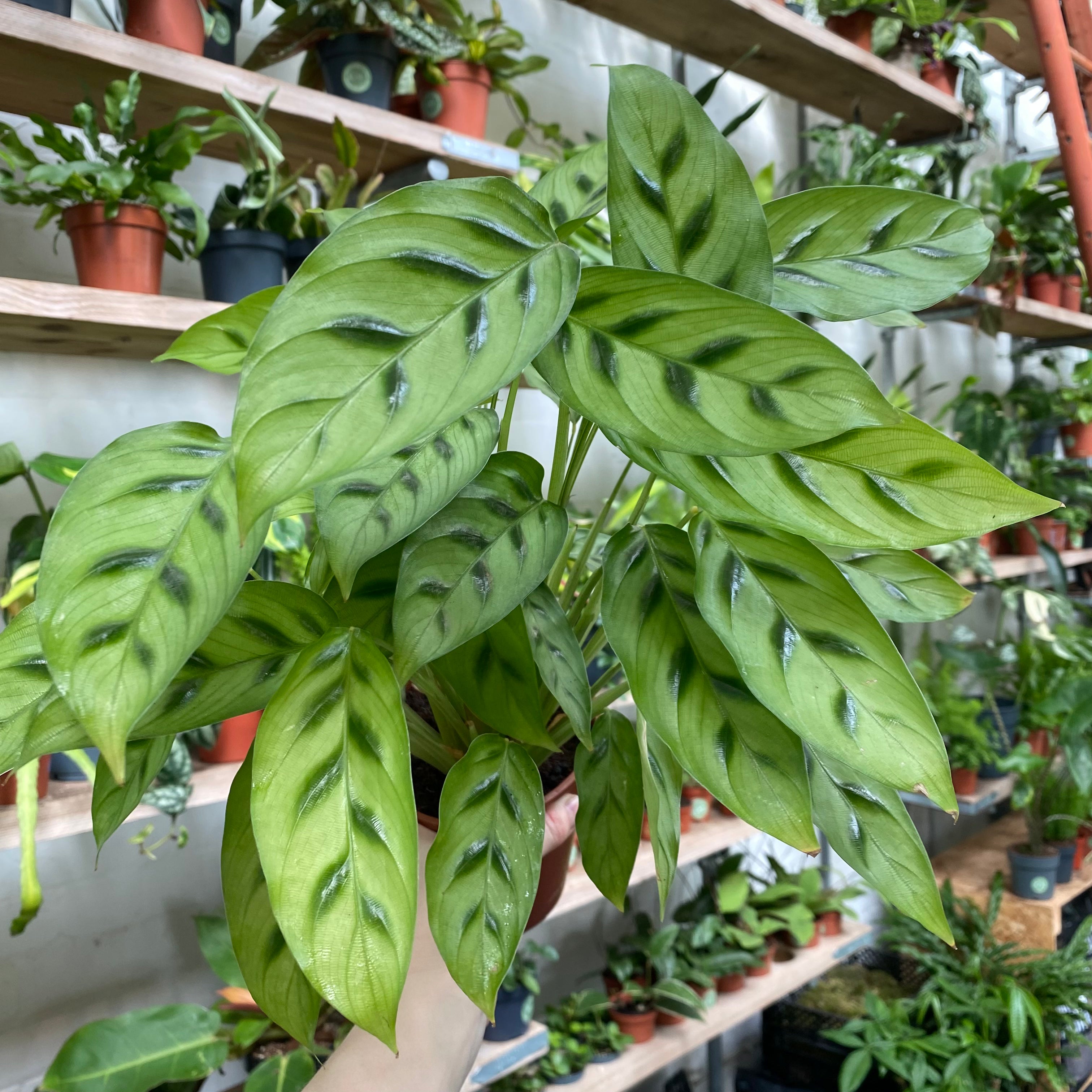 Calathea Leopardina in a 11 - 13 cm pot at The Watered Garden