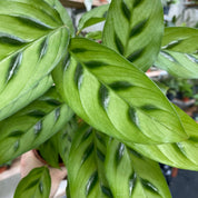 Calathea Leopardina in a 11 - 13 cm pot at The Watered Garden