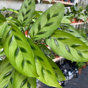 Calathea Leopardina in a 11 - 13 cm pot at The Watered Garden