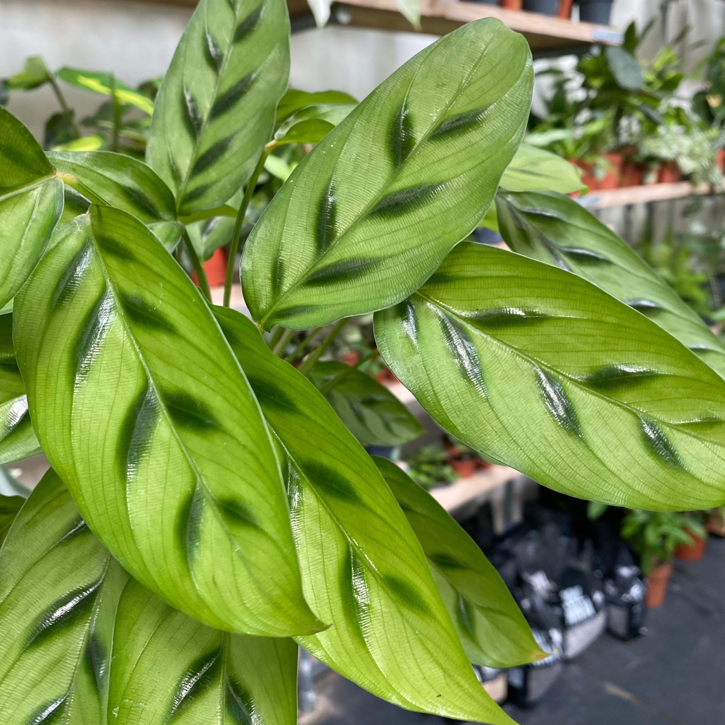 Calathea Leopardina in a 11 - 13 cm pot at The Watered Garden