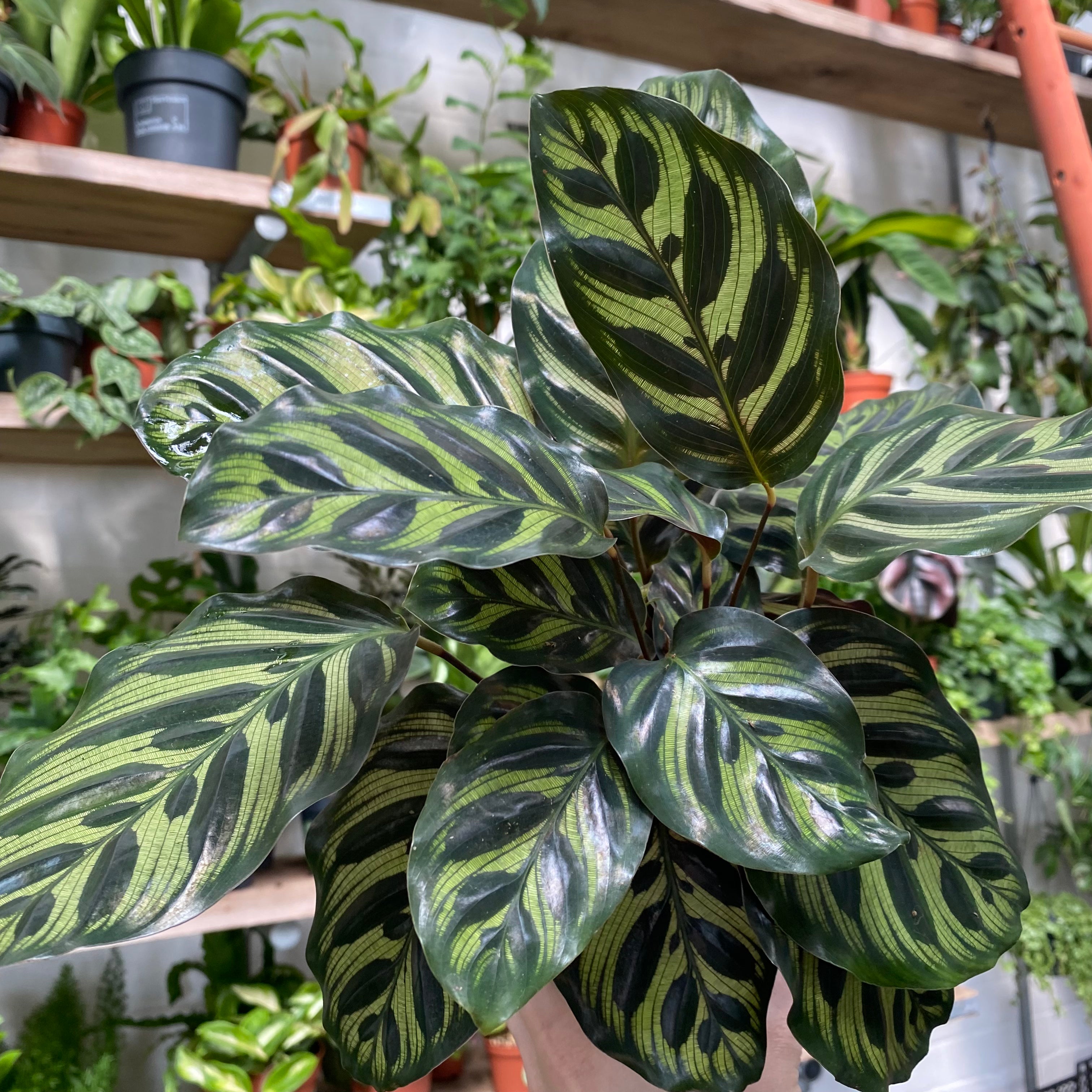 Calathea Makoyana in a 11 - 13 cm pot at The Watered Garden