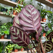 Calathea Makoyana in a 11 - 13 cm pot at The Watered Garden