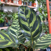 Calathea Makoyana in a 11 - 13 cm pot at The Watered Garden