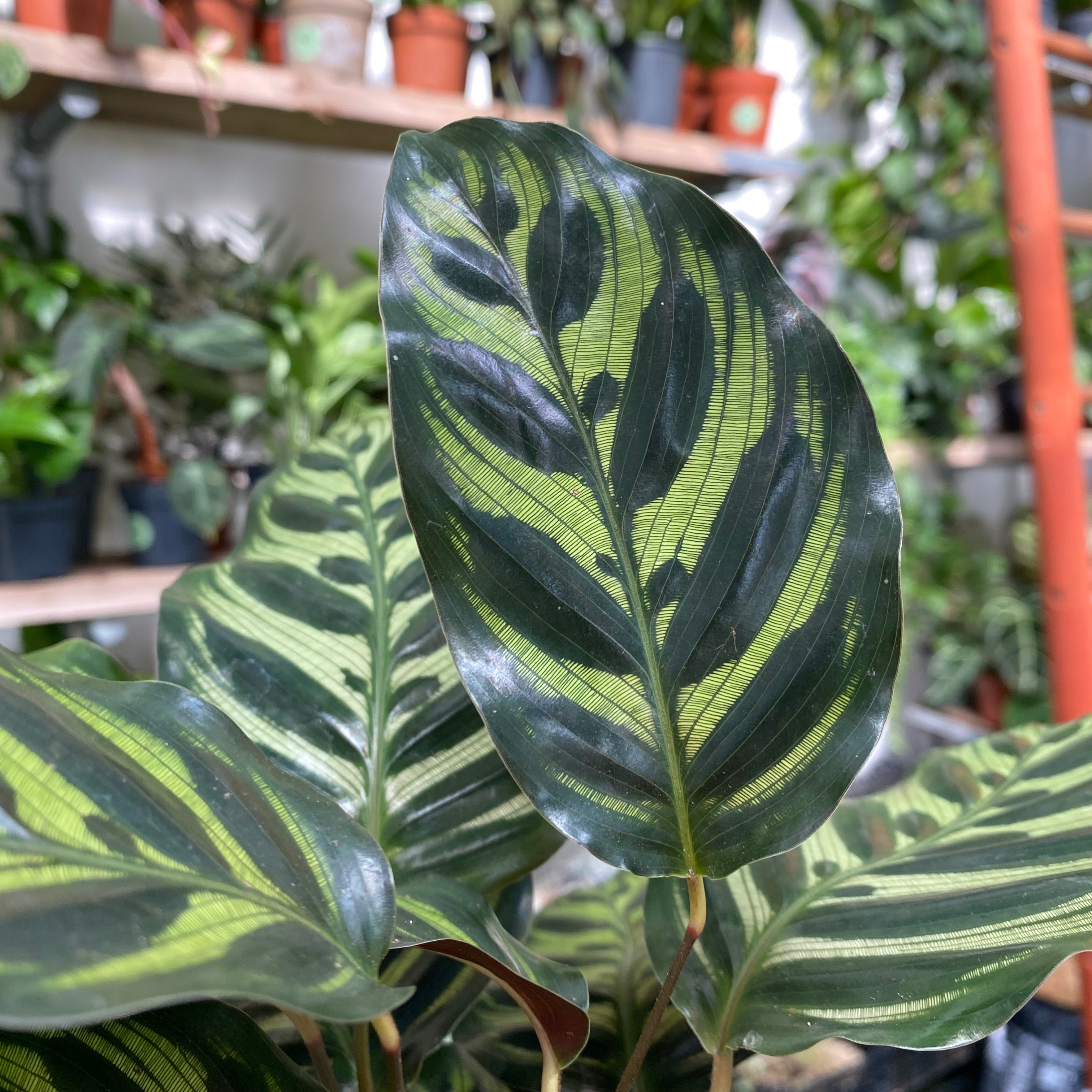 Calathea Makoyana in a 11 - 13 cm pot at The Watered Garden