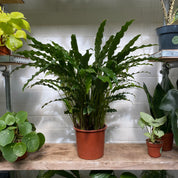 Calathea Rufibarba in a 17 - 19 cm pot at The Watered Garden