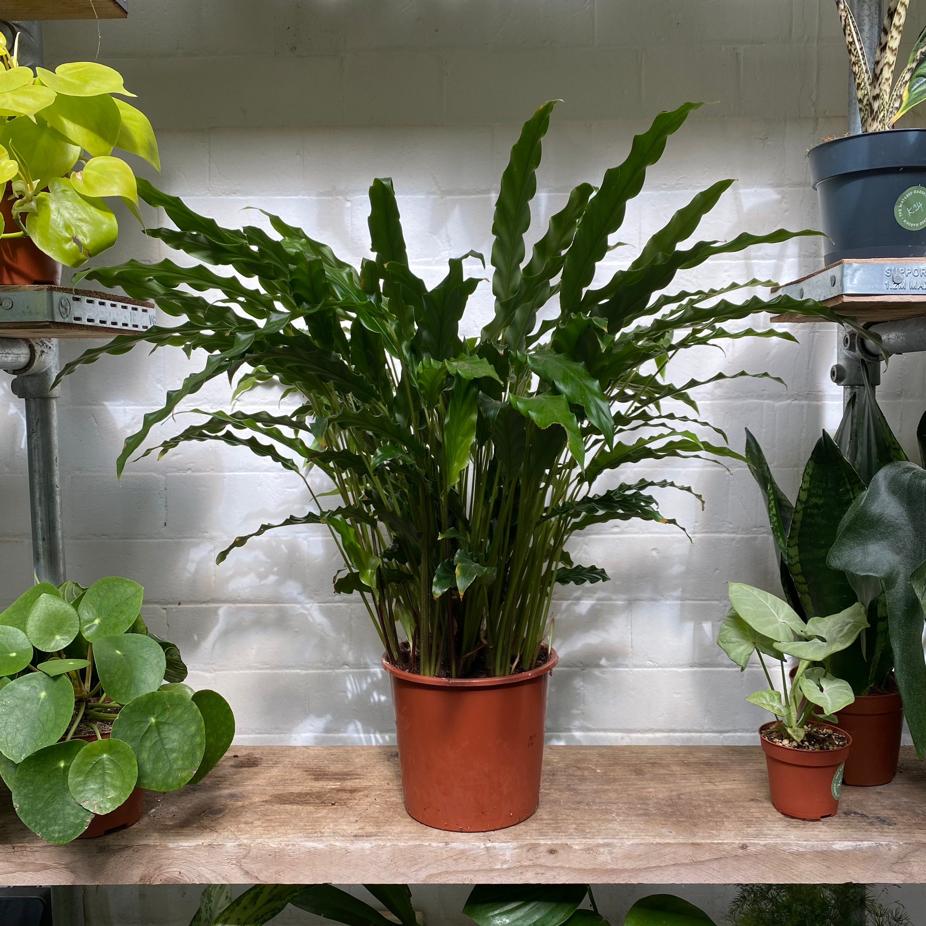 Calathea Rufibarba in a 17 - 19 cm pot at The Watered Garden
