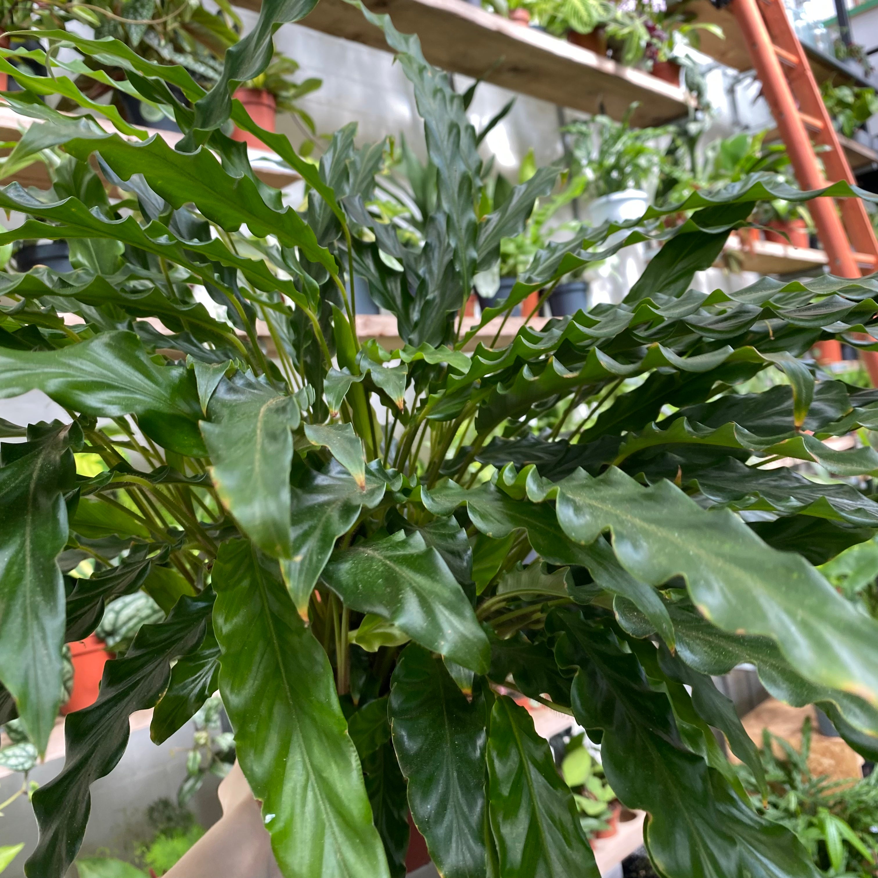 Calathea Rufibarba in a 17 - 19 cm pot at The Watered Garden