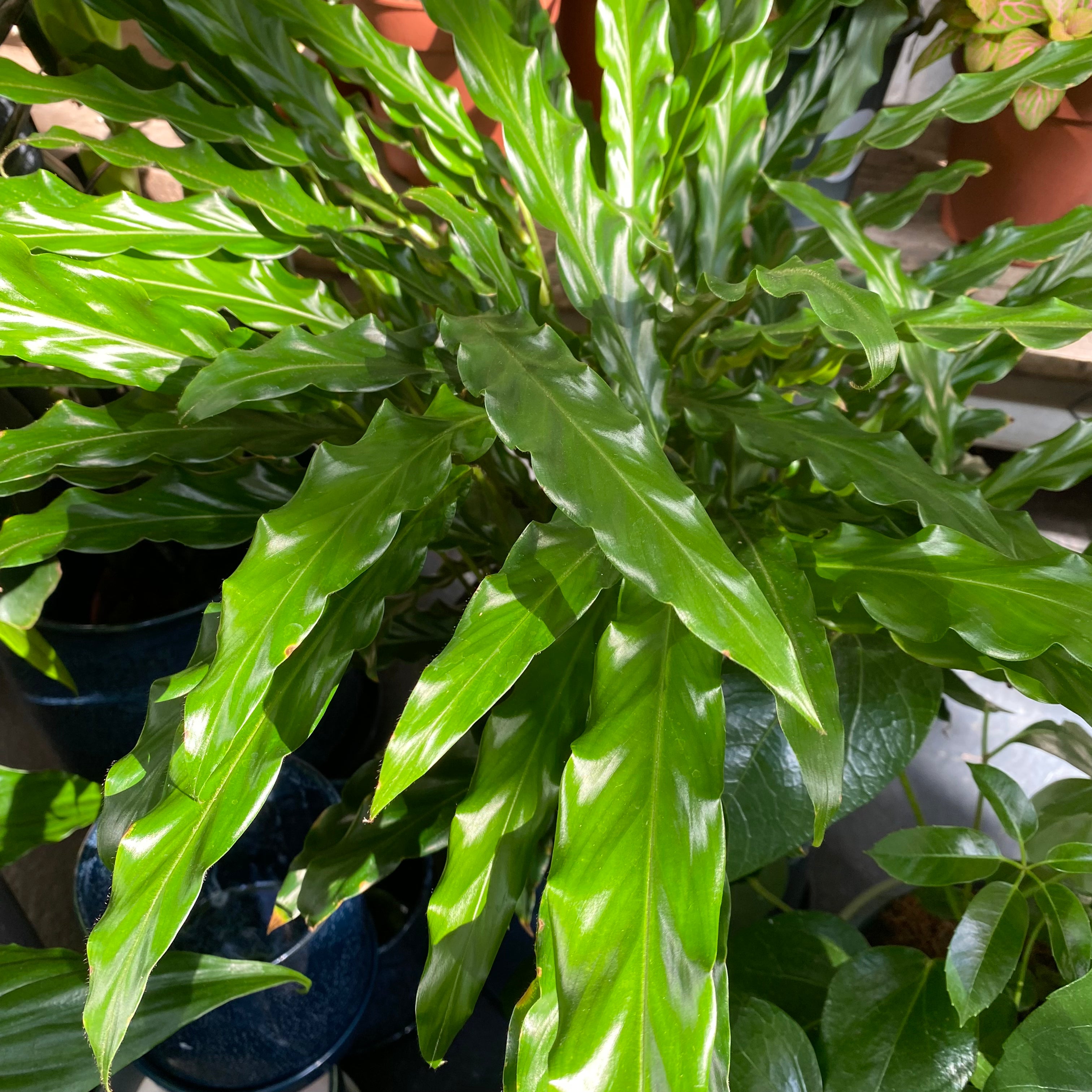 Calathea Rufibarba in a 17 - 19 cm pot at The Watered Garden