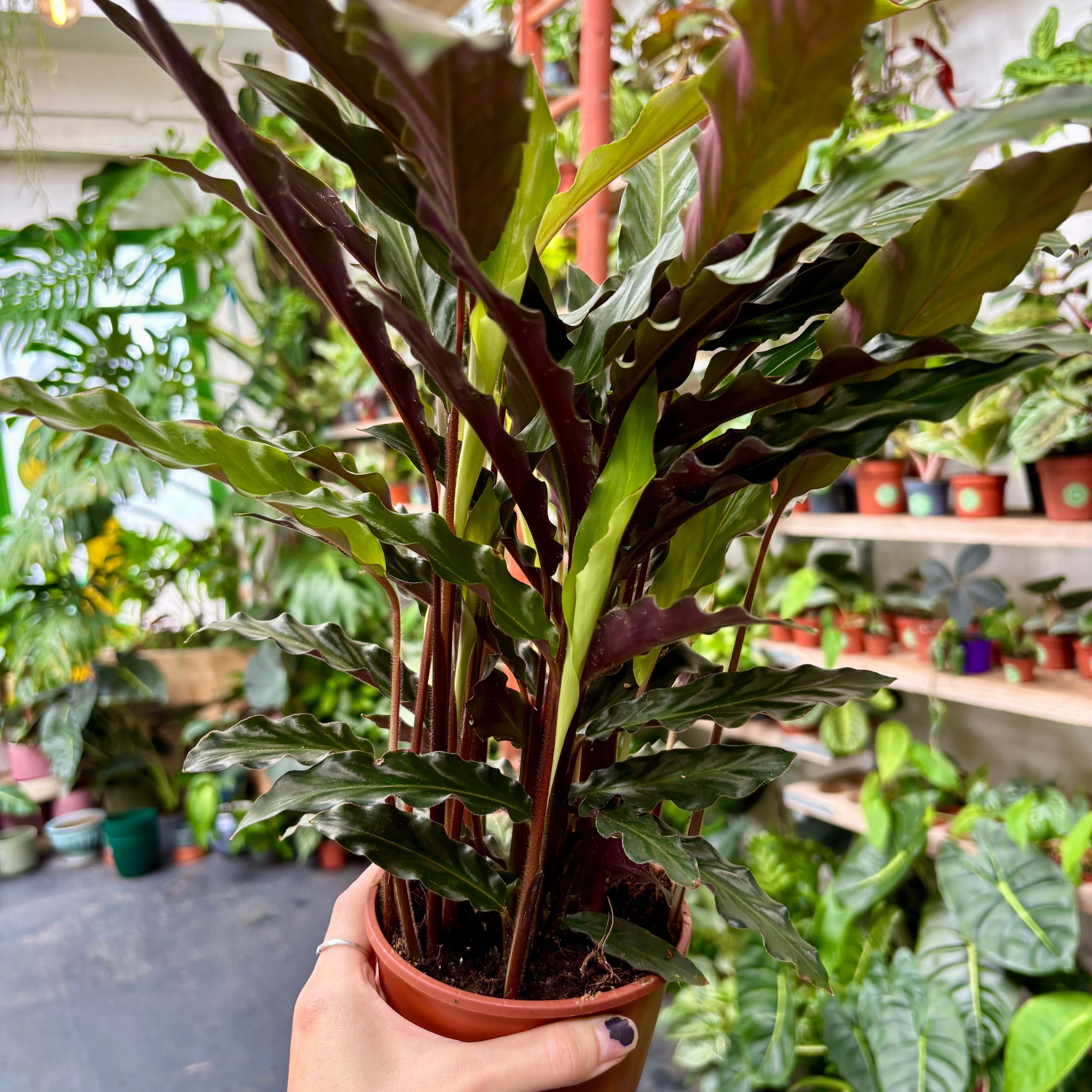 Calathea Rufibarba in a 11 - 13 cm pot at The Watered Garden