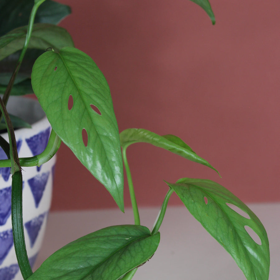 Epipremnum Pinnatum 'Cebu Bleu'