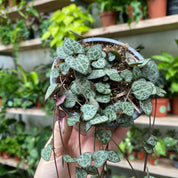 Ceropegia Woodii in a 9 -11 cm pot at The Watered Garden