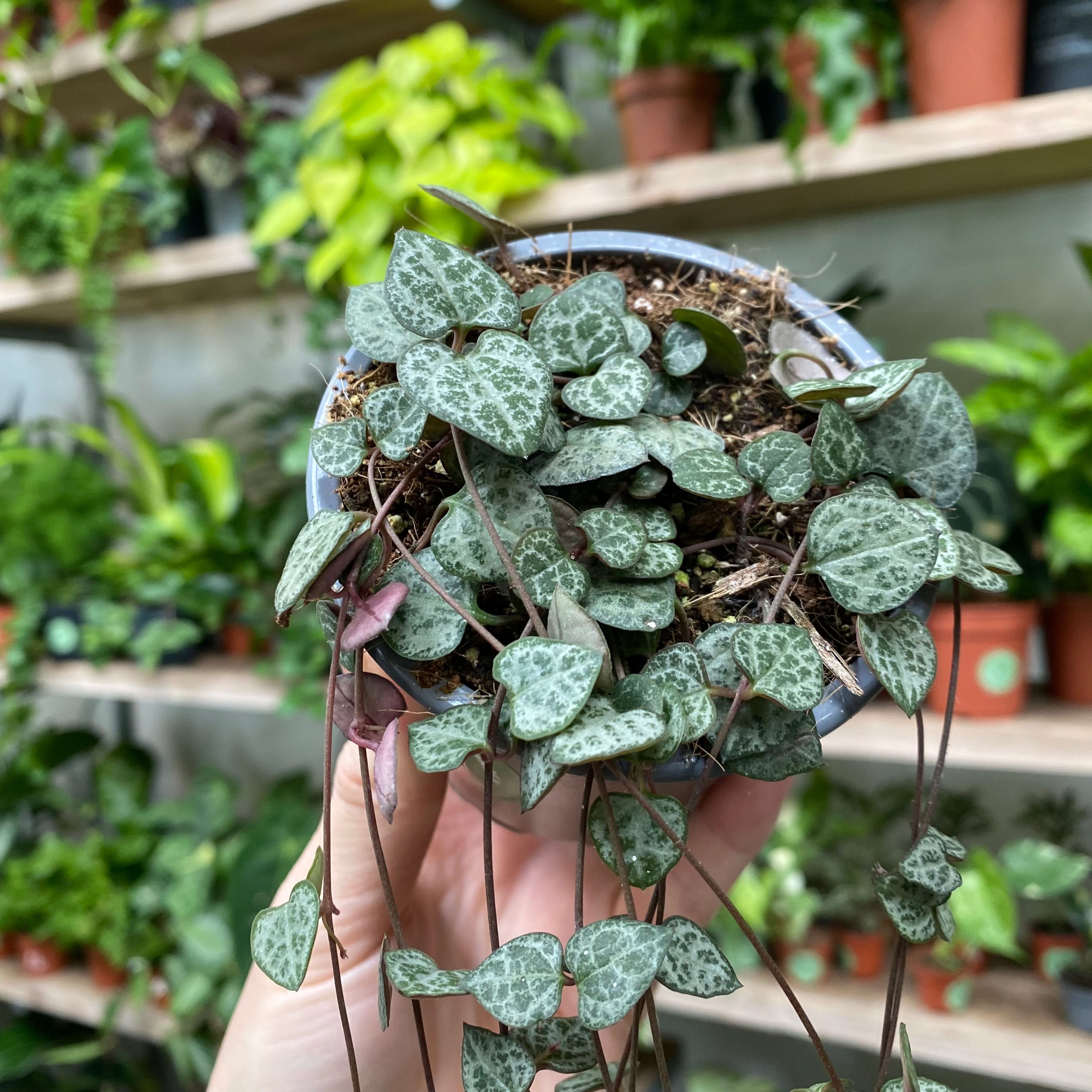 Ceropegia Woodii in a 9 -11 cm pot at The Watered Garden