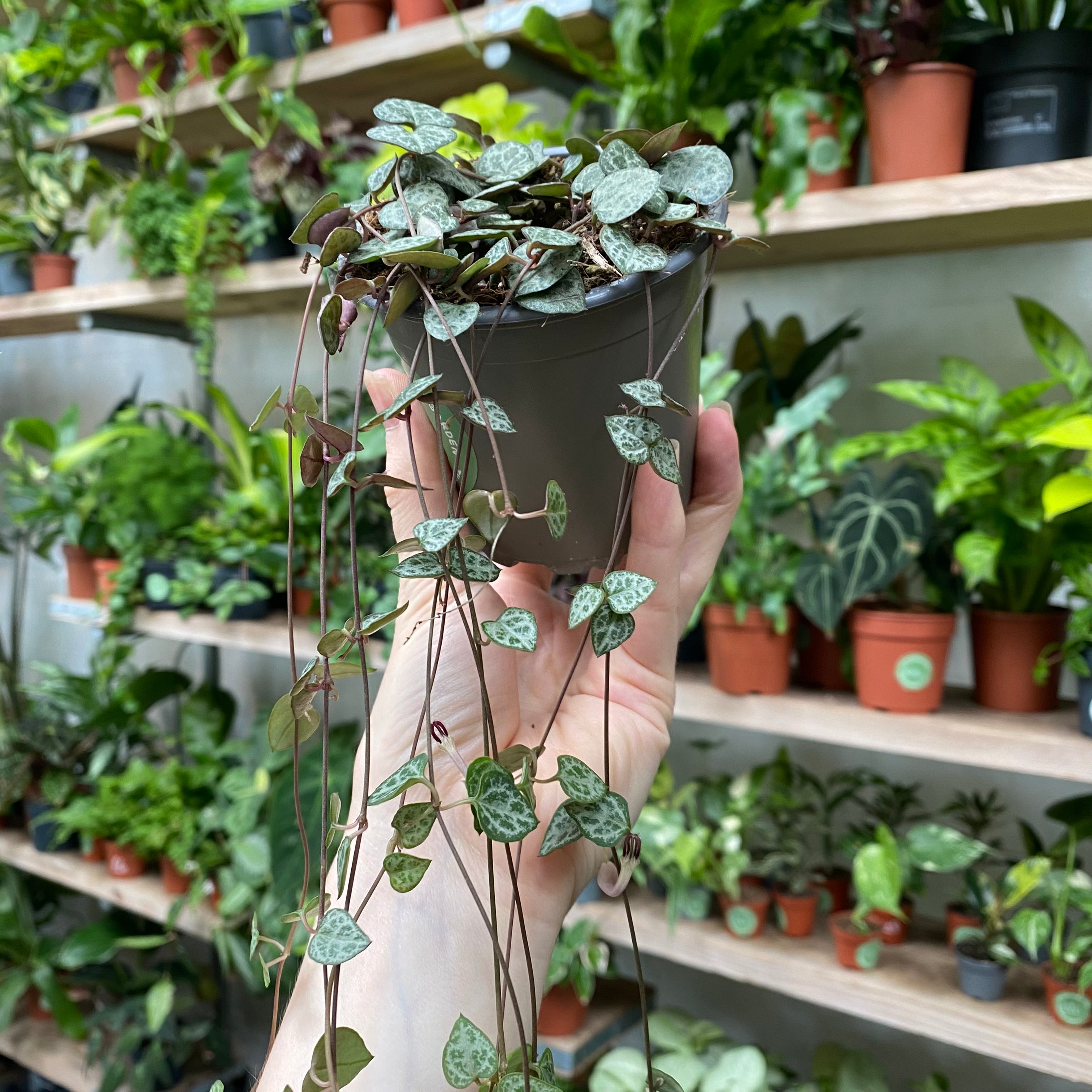 Ceropegia Woodii in a 9 -11 cm pot at The Watered Garden