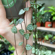 Ceropegia Woodii in a 9 -11 cm pot at The Watered Garden