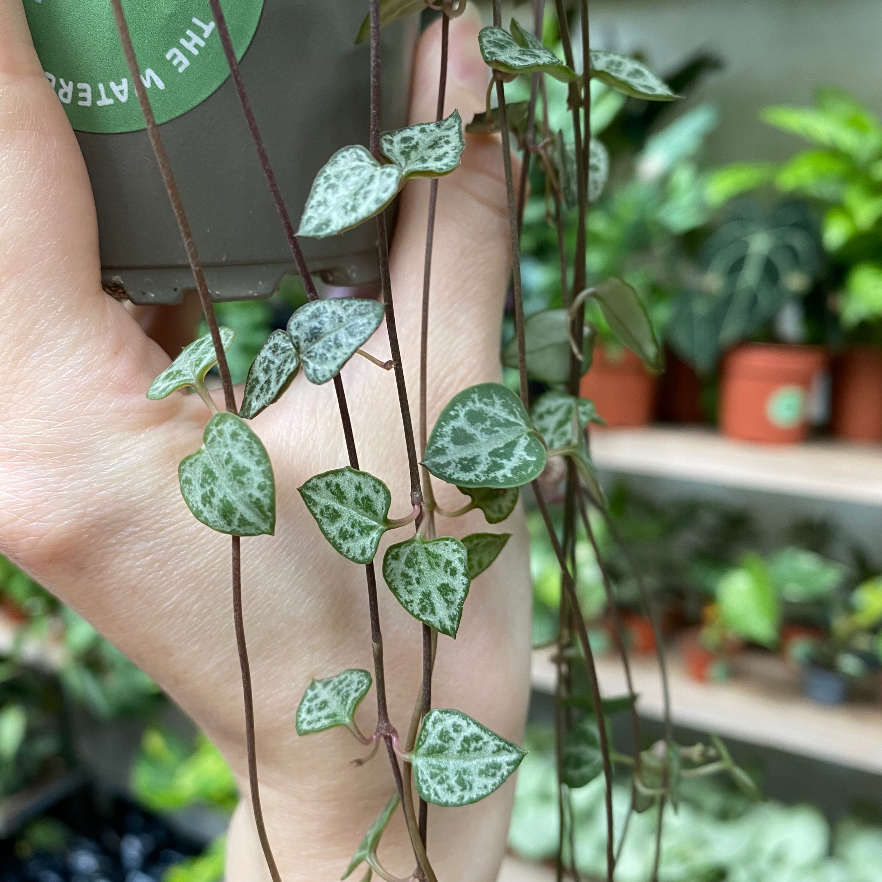 Ceropegia Woodii in a 9 -11 cm pot at The Watered Garden