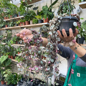 Ceropegia Woodii 'Variegated' in a 13 - 15 cm hanging pot at The Watered Garden