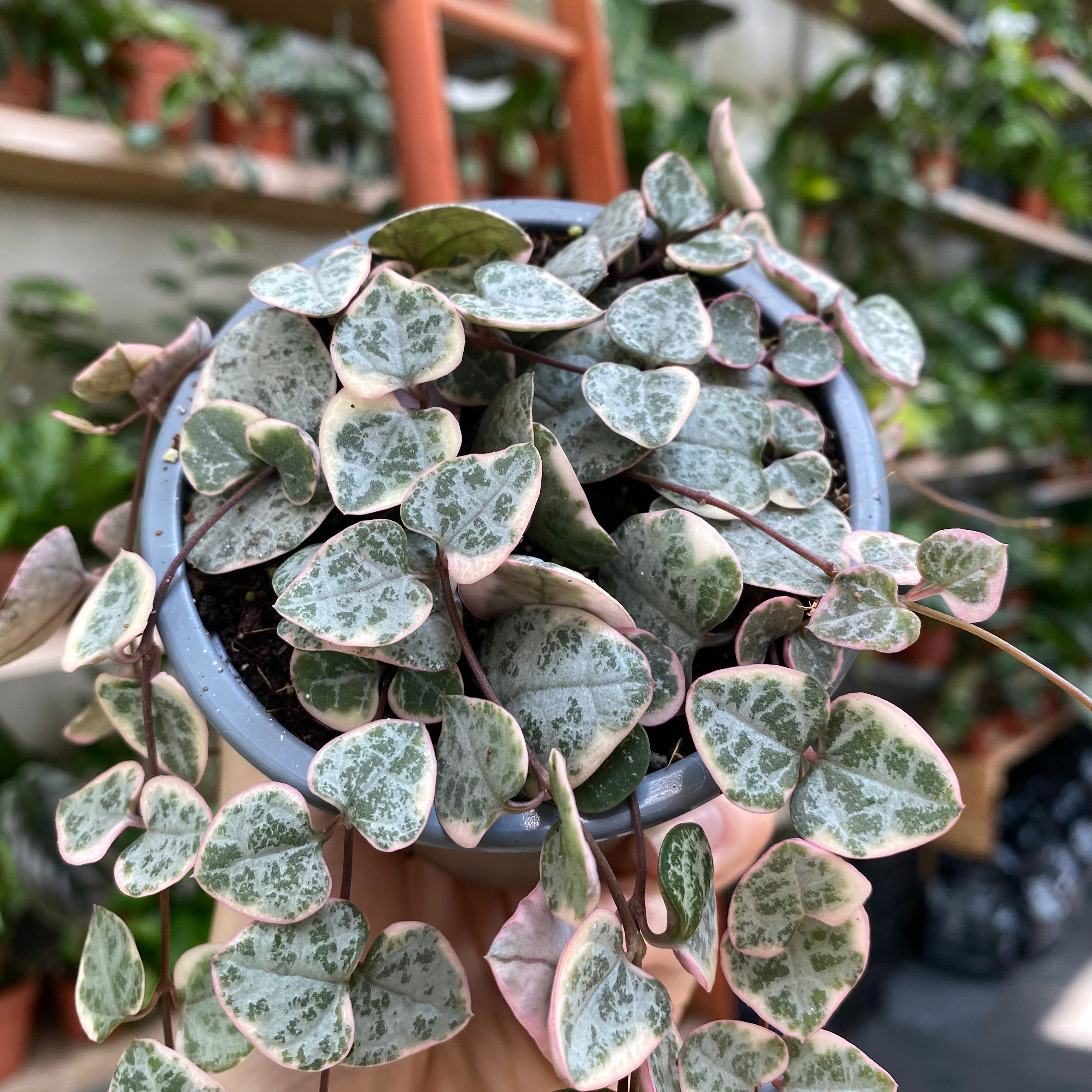 Ceropegia Woodii 'Variegated' in a 9 - 11 cm pot at The Watered Garden