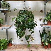 Cissus Rhombifolia in a 17 - 19 cm hanging pot at The Watered Garden