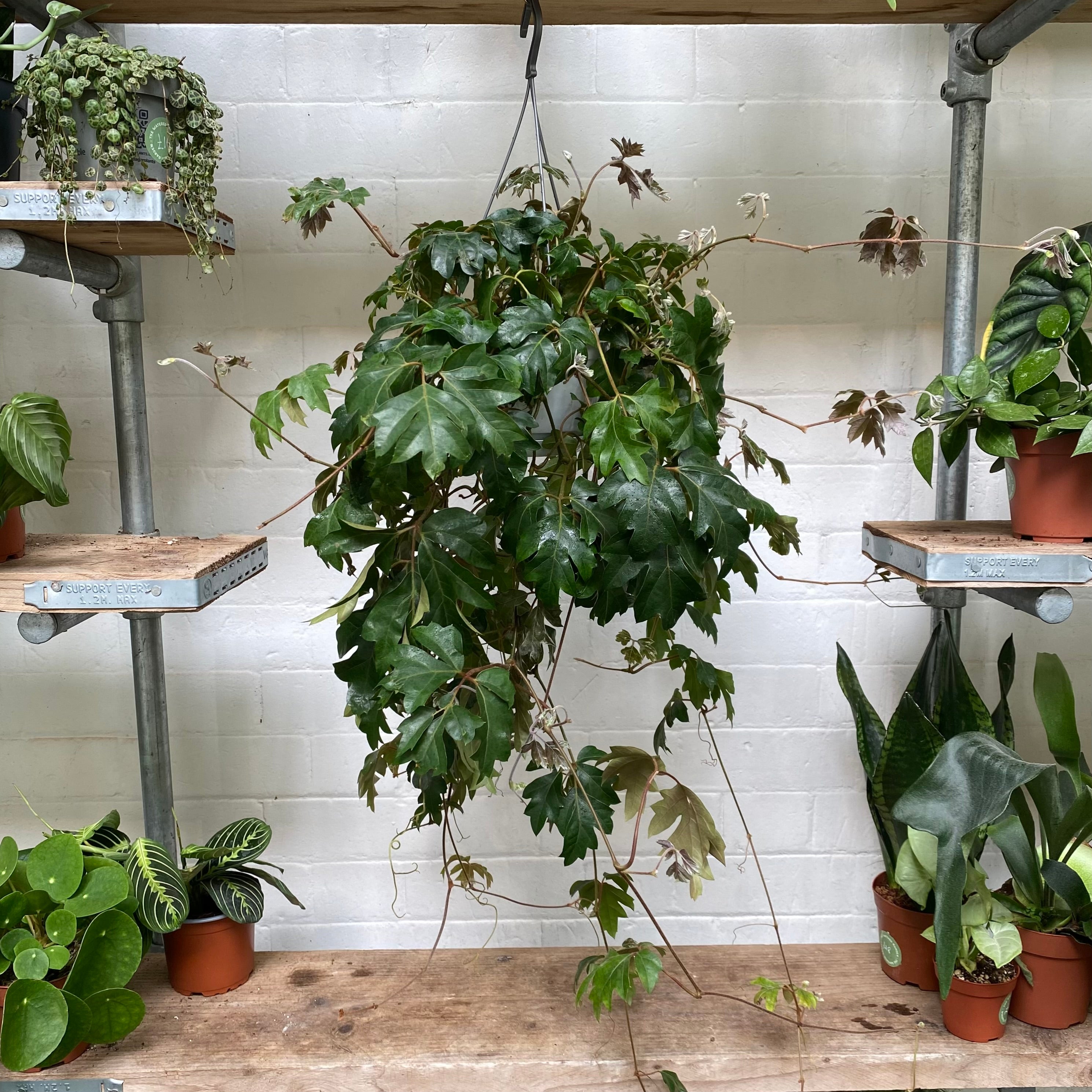 Cissus Rhombifolia in a 17 - 19 cm hanging pot at The Watered Garden